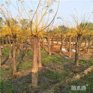 10公分金枝槐