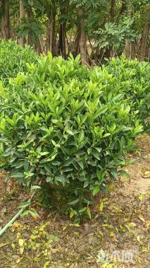 高度80厘米非洲茉莉球