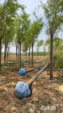 18公分嫁接垂柳