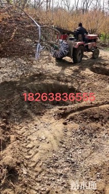 12公分日本晚樱