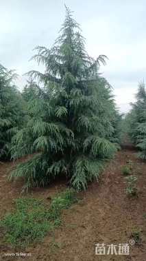 高度200厘米雪松小苗