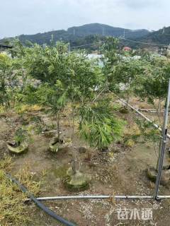 1公分红千层