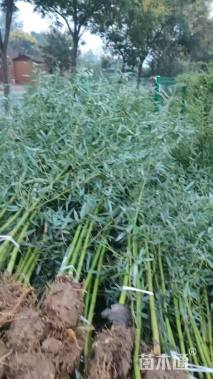 地栽苗青皮竹