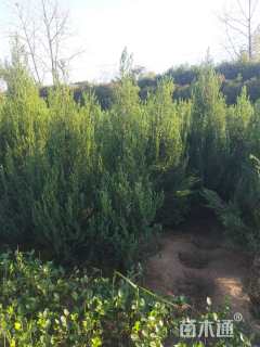 高度150厘米桧柏