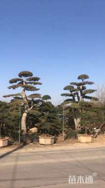 高度300厘米羽毛枫