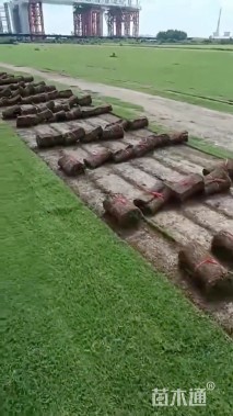 草卷状百慕大草