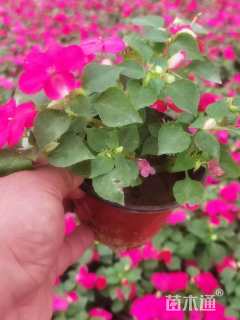 高度30厘米凤仙花