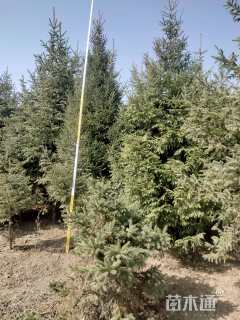 高度800厘米云杉