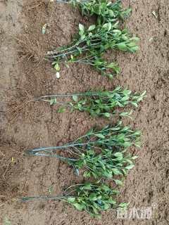 高度40厘米大叶黄杨