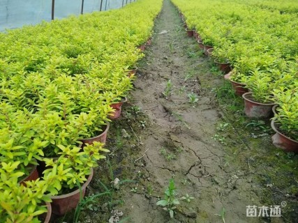 高度20厘米金叶满天星