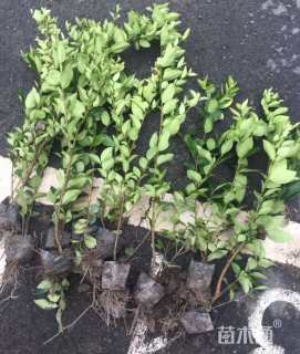 高度40厘米金森女贞