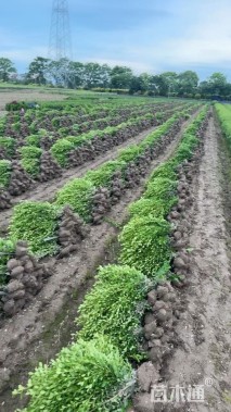 高度40厘米小叶黄杨