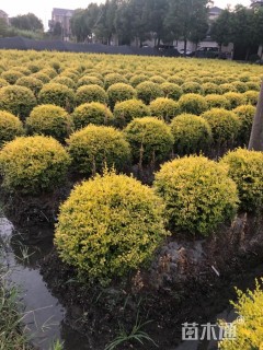 高度60厘米亮金女贞(亮晶女贞)