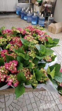 高度50厘米八仙花