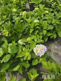 高度40厘米绣球