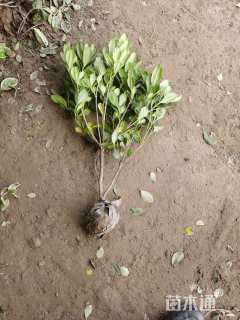 高度50厘米海桐