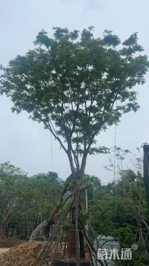 15公分凤凰木
