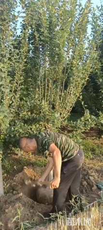 6公分绚丽海棠