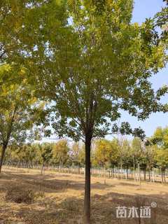 23公分速生白蜡