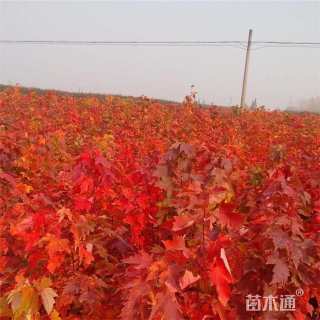 高度200厘米三角枫-金陵红