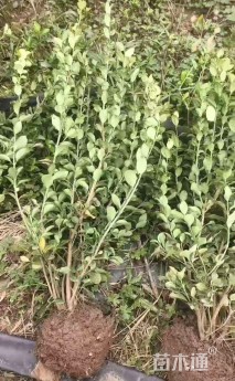 高度70厘米卫矛