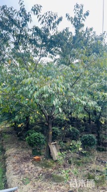 14公分中国红樱花