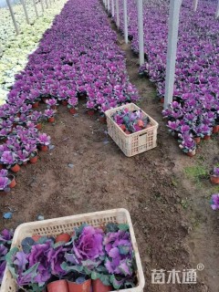 高度17厘米羽衣甘蓝