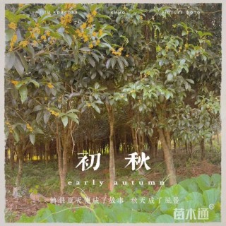 20公分桂花