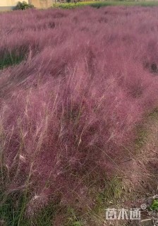 高度60厘米粉黛乱子草