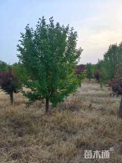 15公分绚丽海棠