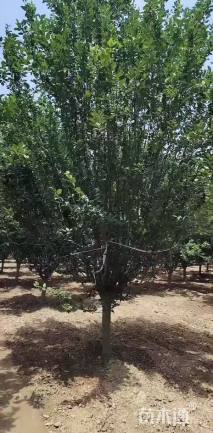 15公分西府海棠