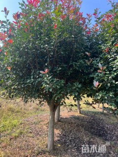 15公分红叶石楠