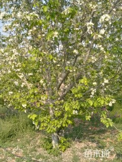 20公分八棱海棠