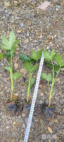 高度25厘米八角金盘