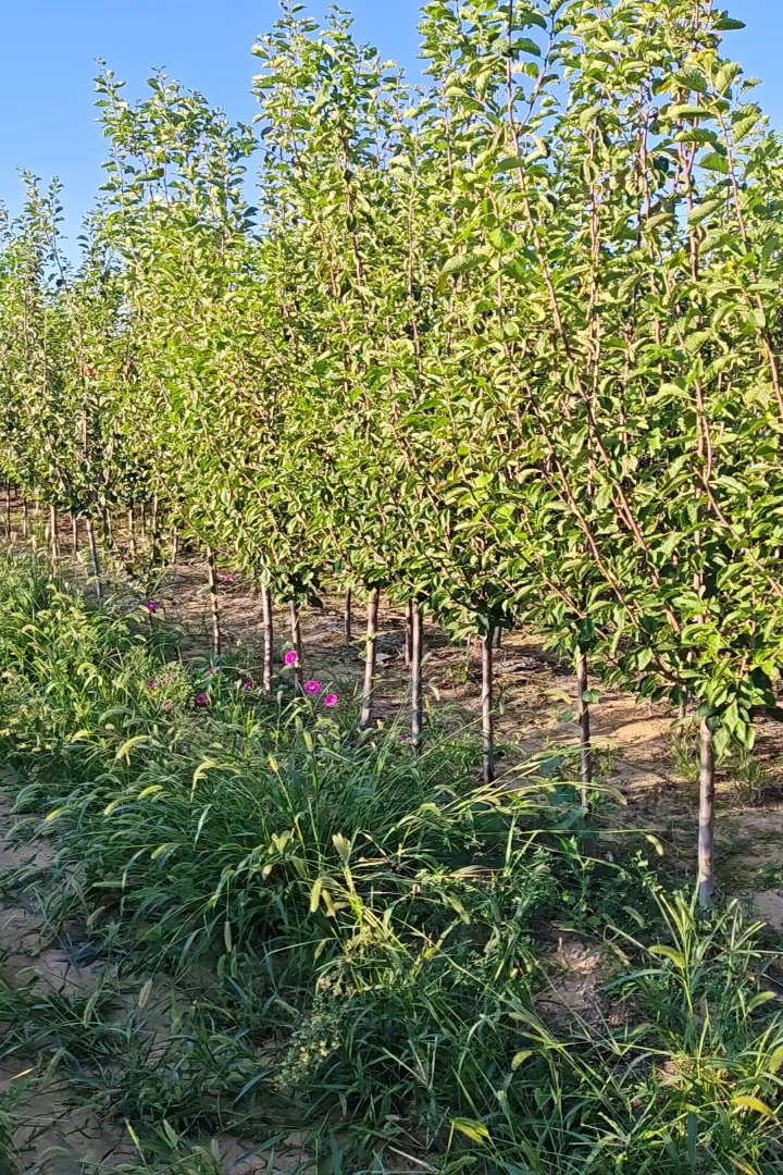 高度250厘米西梅