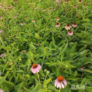 高度10厘米松果菊