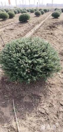 冠幅100厘米龟甲冬青球