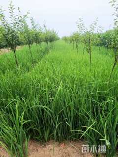 高度20厘米黄菖蒲