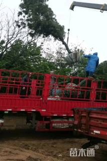 8公分西藏白皮松