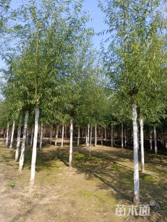 8公分漳河柳