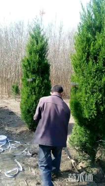 高度300厘米塔柏