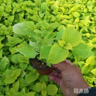 高度25厘米彩叶草