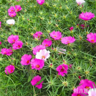 高度25厘米太阳花