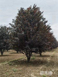 高度500厘米丛生紫叶李