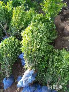 高度60厘米小叶黄杨