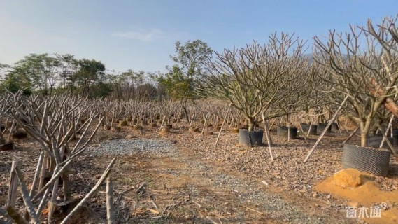 18公分红花鸡蛋花