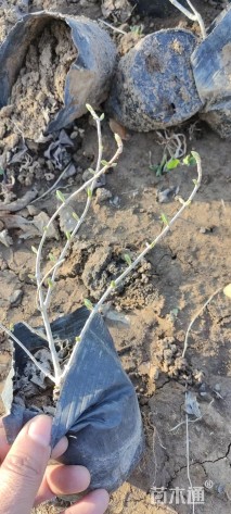 高度30厘米木绣球