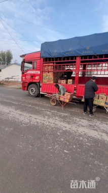 高度50厘米吊钟柳
