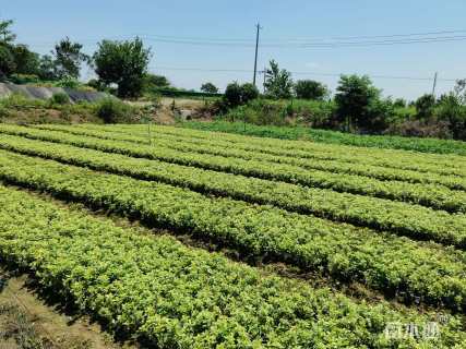 高度35厘米金边黄杨