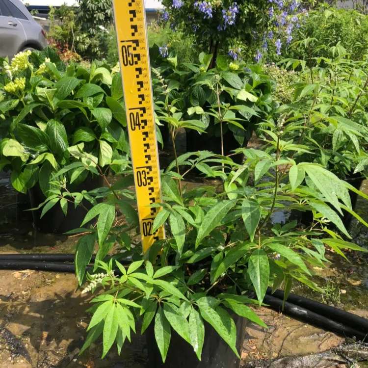 高度30厘米穗花牡荆